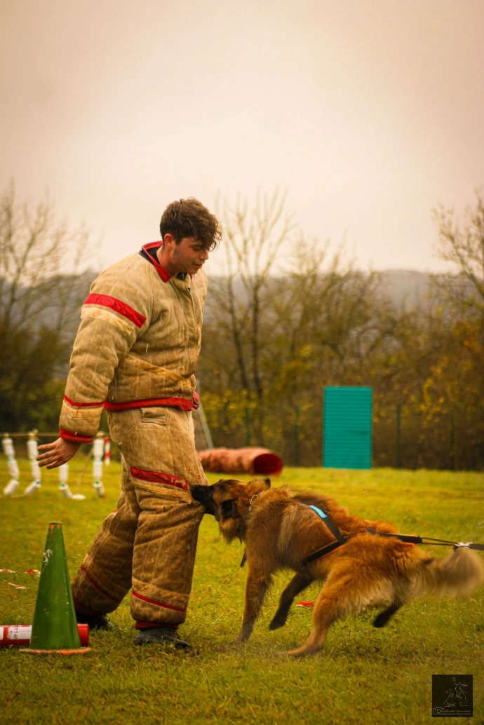 Tervueren au travail. Ce chien mord Pierre EULRY, l'Homme Assistant, dans le cadre de la préparation au mordant sportif.