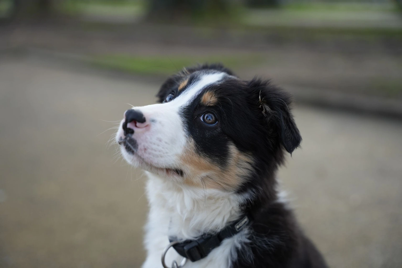 Nyx, border collie, au regard touchant.