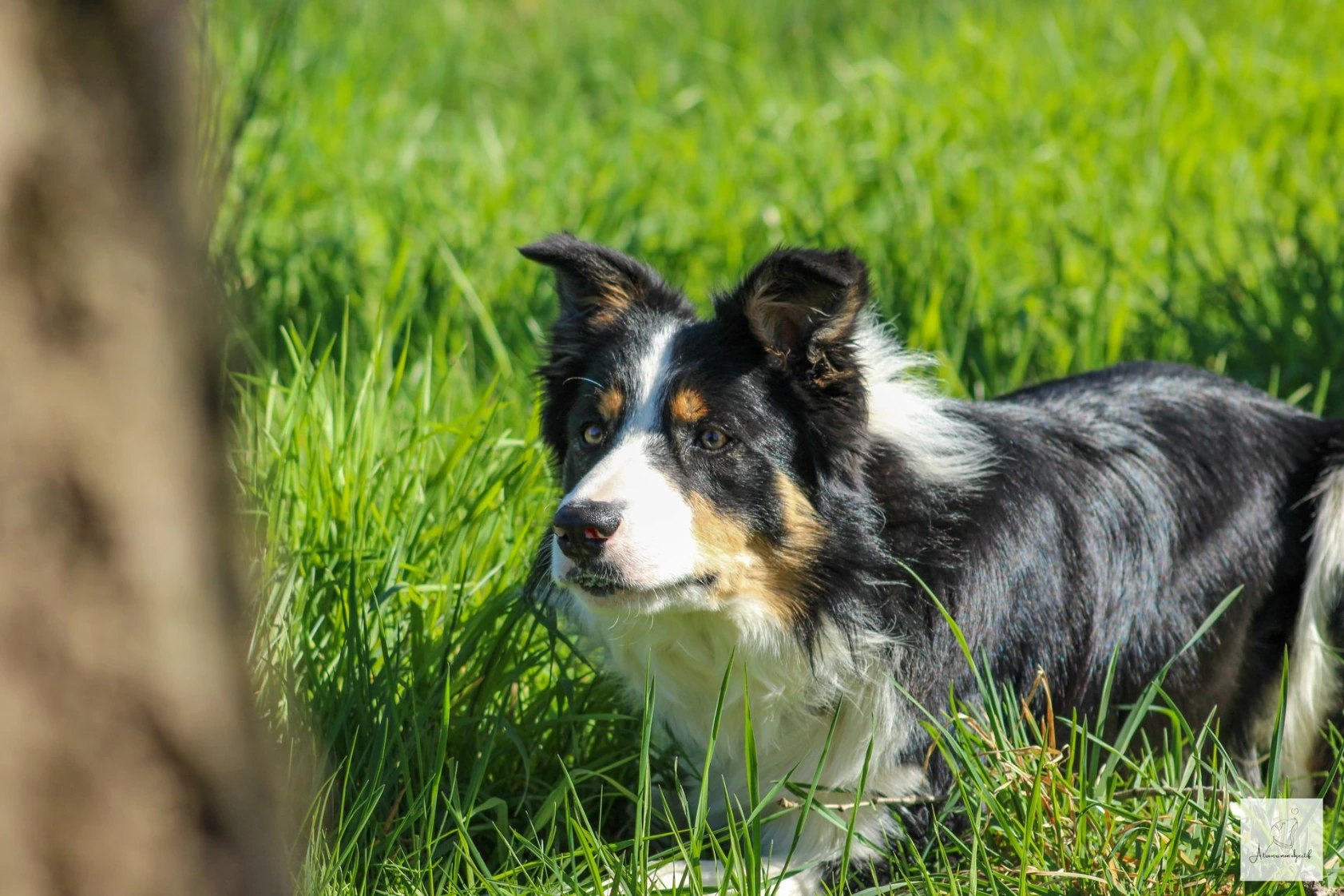 Nyx, border collie, en mode chasse