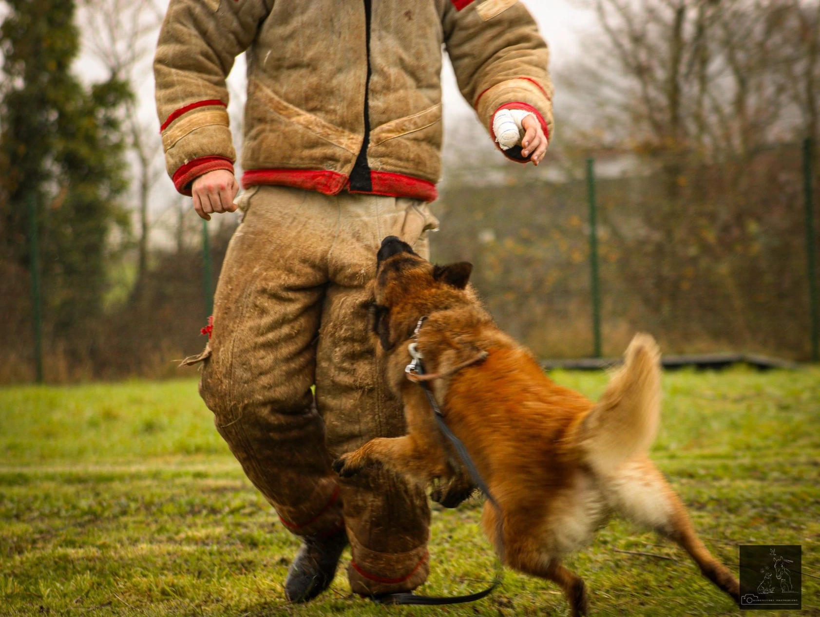 Tervueren, chien de travail, qui saisi un homme d'attaque
